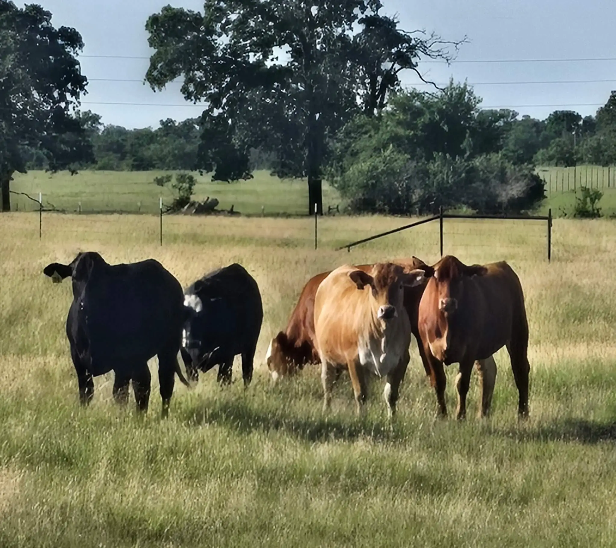 Wagyu Cross cattle on the Hanson ranch